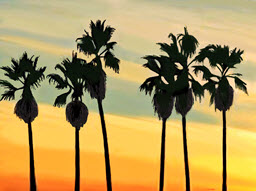California Sunrise with Palms
