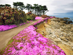 Flower Path Pacific Grove, CA