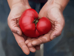 Farm Fresh Tomato