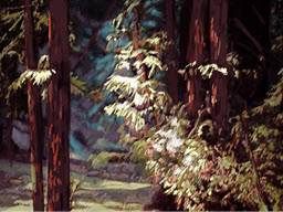 Walk in the Redwoods